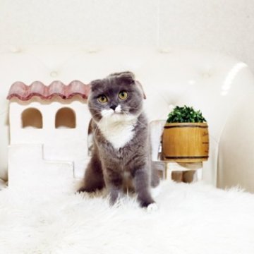 スコティッシュフォールド(折れ耳)【佐賀県・女の子・2025年3月16日・ブルー&ホワイト】の写真「可愛いスコちゃん★」