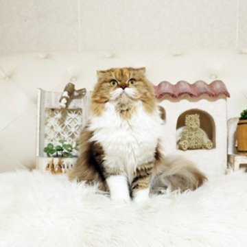 スコティッシュフォールド(立ち耳)【佐賀県・女の子・2025年2月19日・キャリコ】の写真「可愛いスコちゃん★」