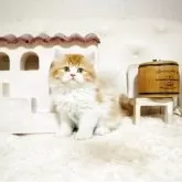 スコティッシュフォールド(立ち耳)