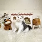 スコティッシュフォールド(立ち耳)