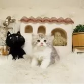 スコティッシュフォールド(立ち耳)