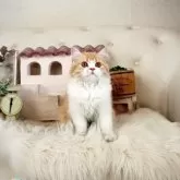 スコティッシュフォールド(立ち耳)