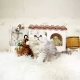 スコティッシュフォールド(立ち耳)