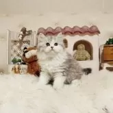 スコティッシュフォールド(立ち耳)