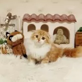 スコティッシュフォールド(折れ耳)