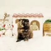 スコティッシュフォールド(折れ耳)