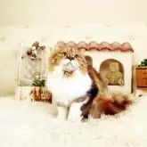 スコティッシュフォールド(立ち耳)
