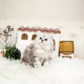 スコティッシュフォールド(立ち耳)