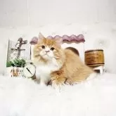 スコティッシュフォールド(立ち耳)【佐賀県・男の子・2024年8月31日・レッド&ホワイト】の写真1