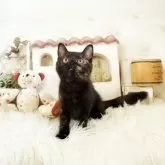 スコティッシュフォールド(立ち耳)【佐賀県・女の子・2025年2月28日・トーティー】の写真2