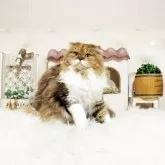 スコティッシュフォールド(立ち耳)【佐賀県・女の子・2025年2月19日・キャリコ】の写真2