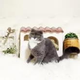 スコティッシュフォールド(折れ耳)【佐賀県・女の子・2025年3月16日・ブルー&ホワイト】の写真3