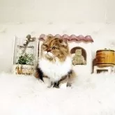 スコティッシュフォールド(立ち耳)【佐賀県・女の子・2025年2月19日・キャリコ】の写真3