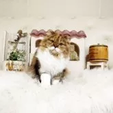 スコティッシュフォールド(立ち耳)【佐賀県・女の子・2025年2月19日・キャリコ】の写真4