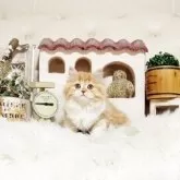 スコティッシュフォールド(立ち耳)【佐賀県・女の子・2025年8月4日・レッドタビー&ホワイト】の写真4