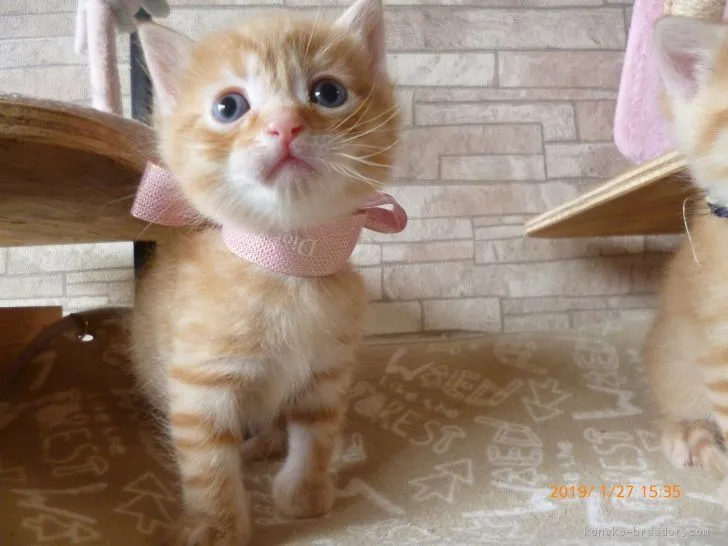 ID：1801-00689の子猫