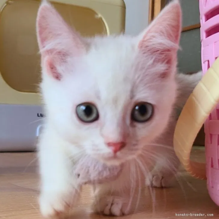 ID:2305-03153の子猫