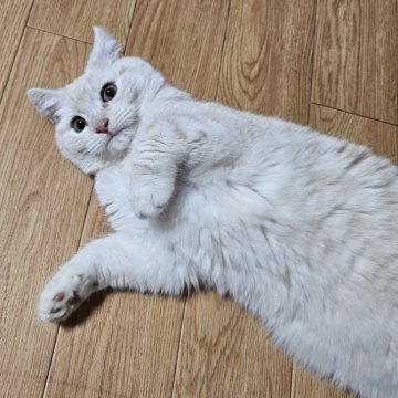 マンチカン(長足)【兵庫県・男の子・2024年8月22日・クリームタビー（短毛）】の写真「可愛い❤️男の子」