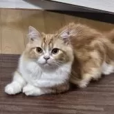 マンチカン(短足)