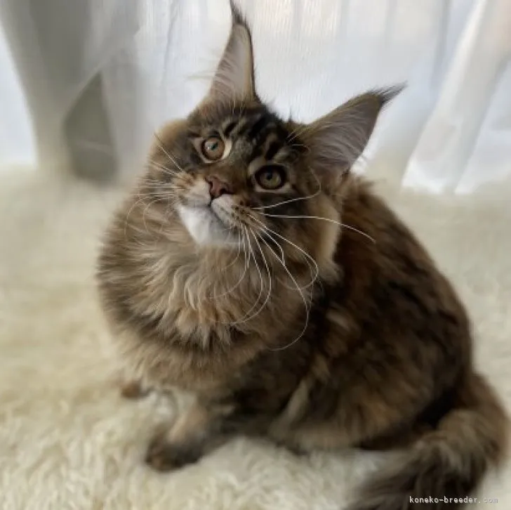 ID:2212-02546の子猫