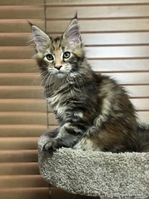 ID:1707-00689の子猫