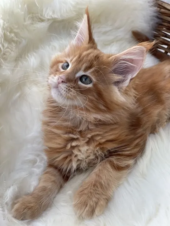 ID：2201-01668の子猫