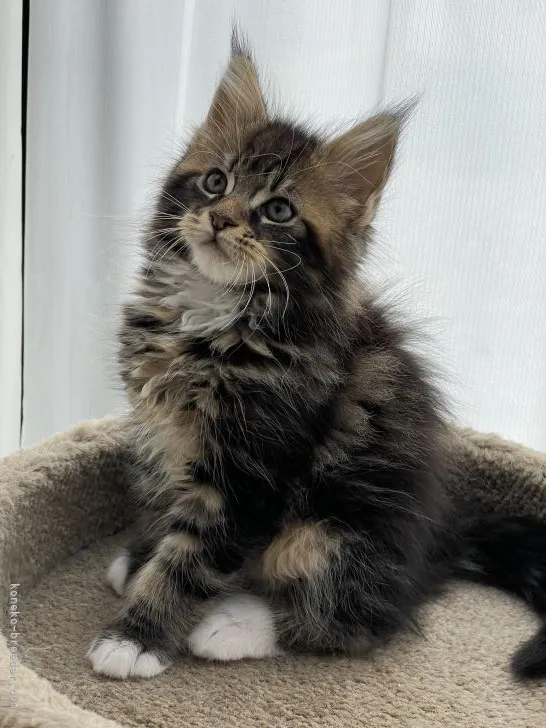 ID：2203-02325の子猫