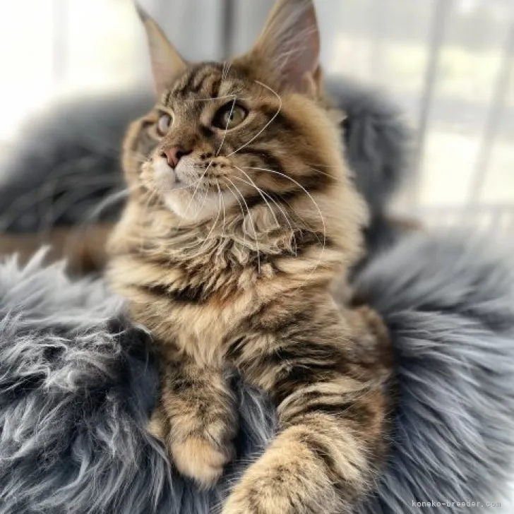 ID：2212-02558の子猫