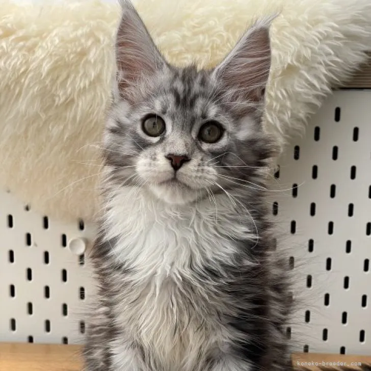 ID:2305-03239の子猫