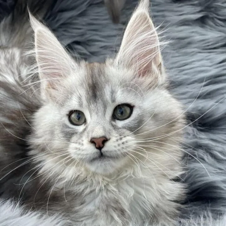 ID：2301-00592の子猫