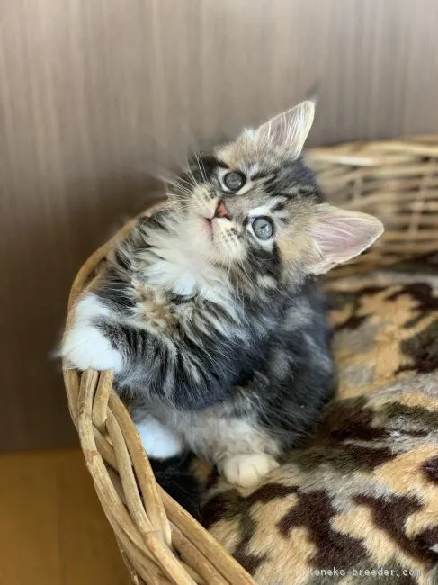 ID:1811-01081の子猫