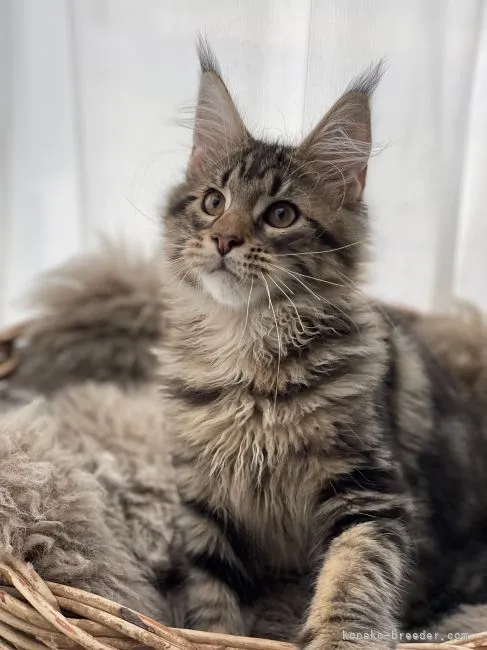 ID:2205-00278の子猫