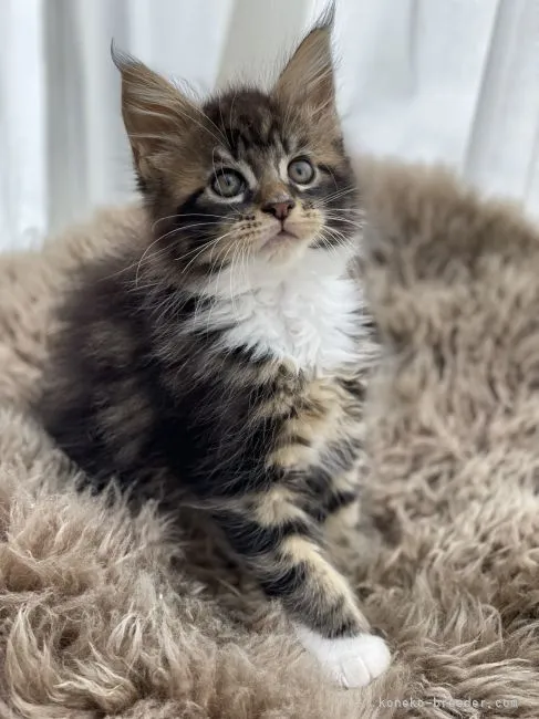 ID：2203-02329の子猫