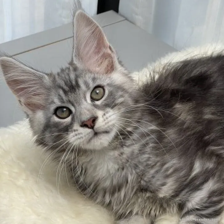 ID:2305-03234の子猫