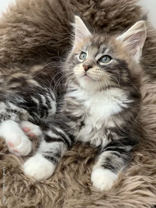 ID:2005-00357の子猫