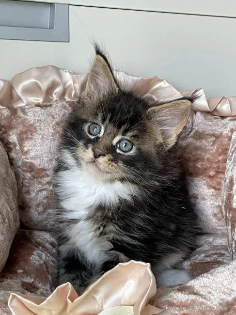 ID:2104-02577の子猫
