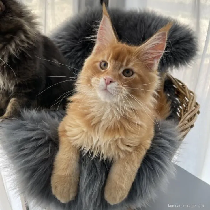 ID:2303-01283の子猫