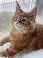 メインクーン【愛知県・男の子・2021年11月14日・レッドクラシックタビー】の写真1