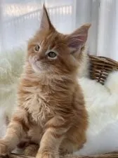 メインクーン【愛知県・男の子・2021年11月14日・レッドクラシックタビー】の写真2