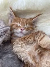 メインクーン【愛知県・男の子・2021年11月14日・レッドクラシックタビー】の写真3