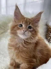 メインクーン【愛知県・男の子・2021年11月14日・レッドクラシックタビー】の写真4