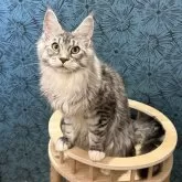 メインクーン【愛知県・女の子・2025年1月14日・シルバーマッカレルタビー&ホワイト】の写真4