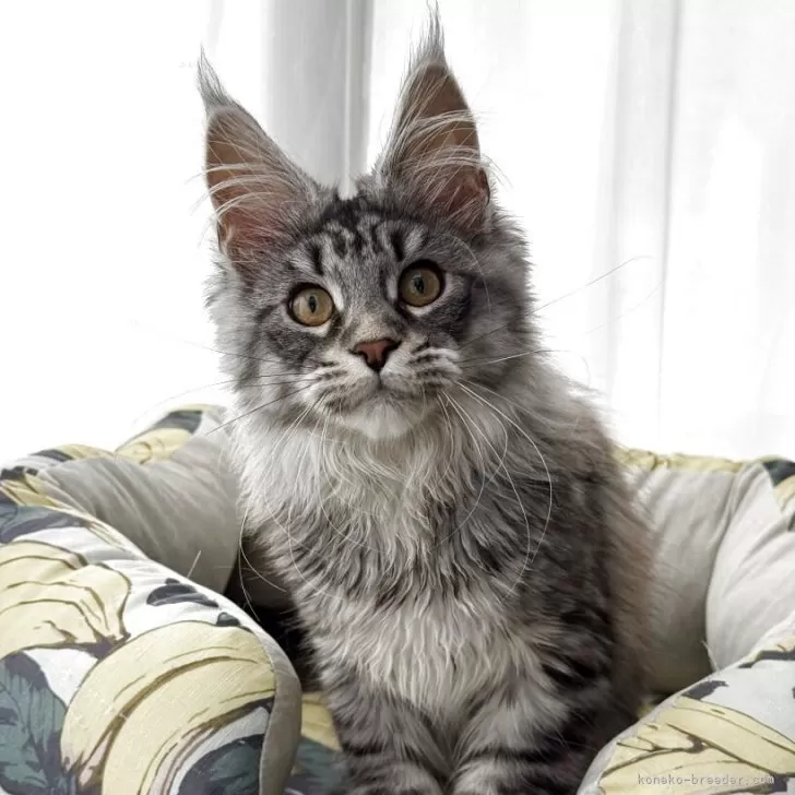 ID:2503-01958の子猫