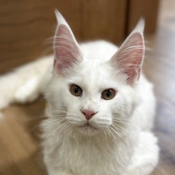 メインクーン【愛知県・男の子・2025年4月22日・ホワイト】の写真「端正な顔立ちで見惚れる男の子」