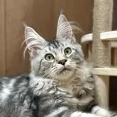 メインクーン