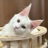 メインクーン