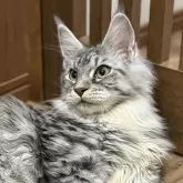 メインクーン