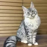 メインクーン【愛知県・女の子・2025年1月14日・シルバーマッカレルタビー&ホワイト】の写真6