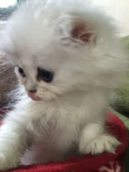 ID:1505-00108の子猫