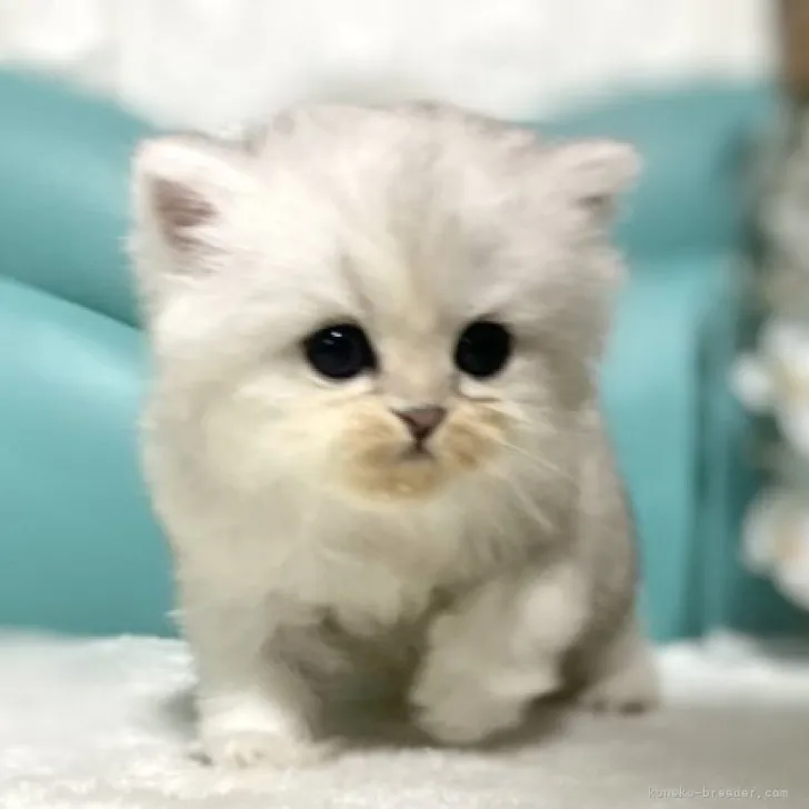 ID:2305-00517の子猫